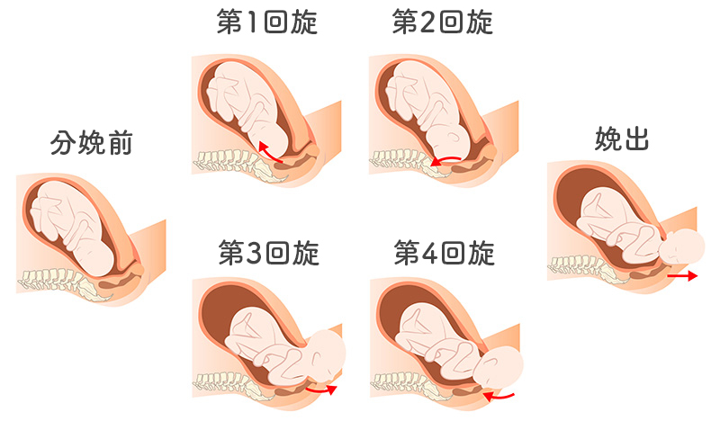 赤ちゃんの産道の通り方、回旋の図