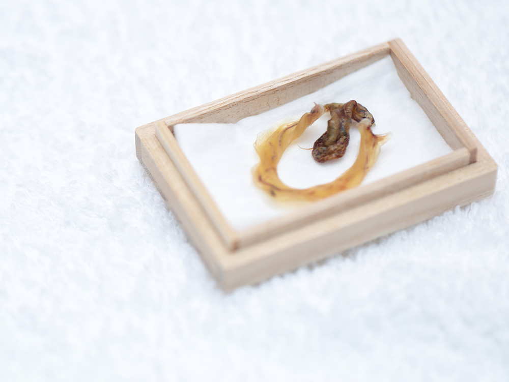 桐の箱に入ったへその緒