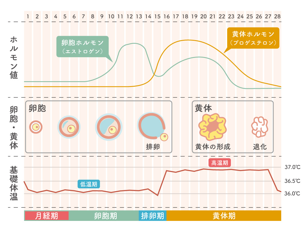 月経周期の、女性ホルモン・卵胞・基礎体温の変化
