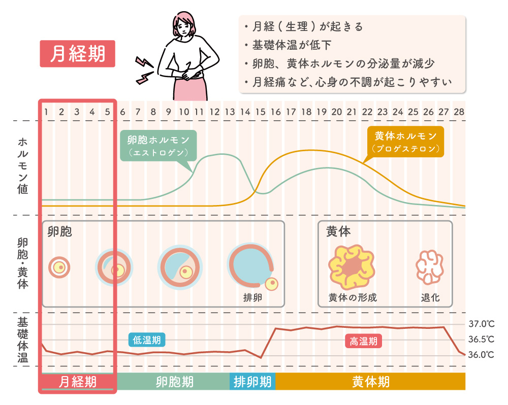 月経期について