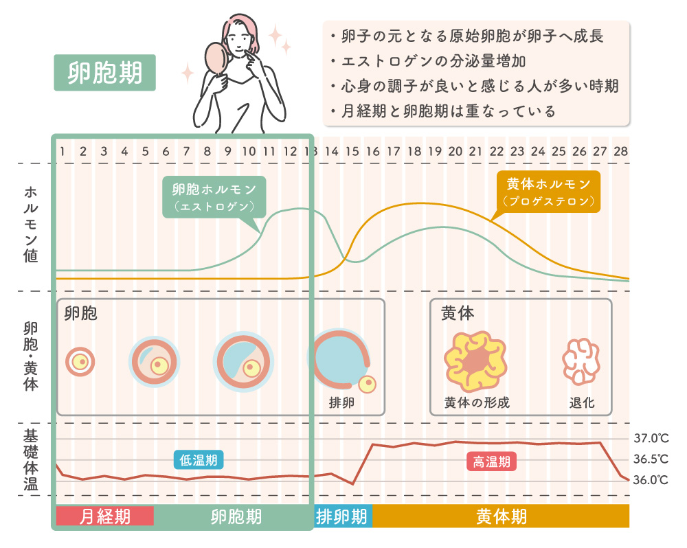 卵胞期について