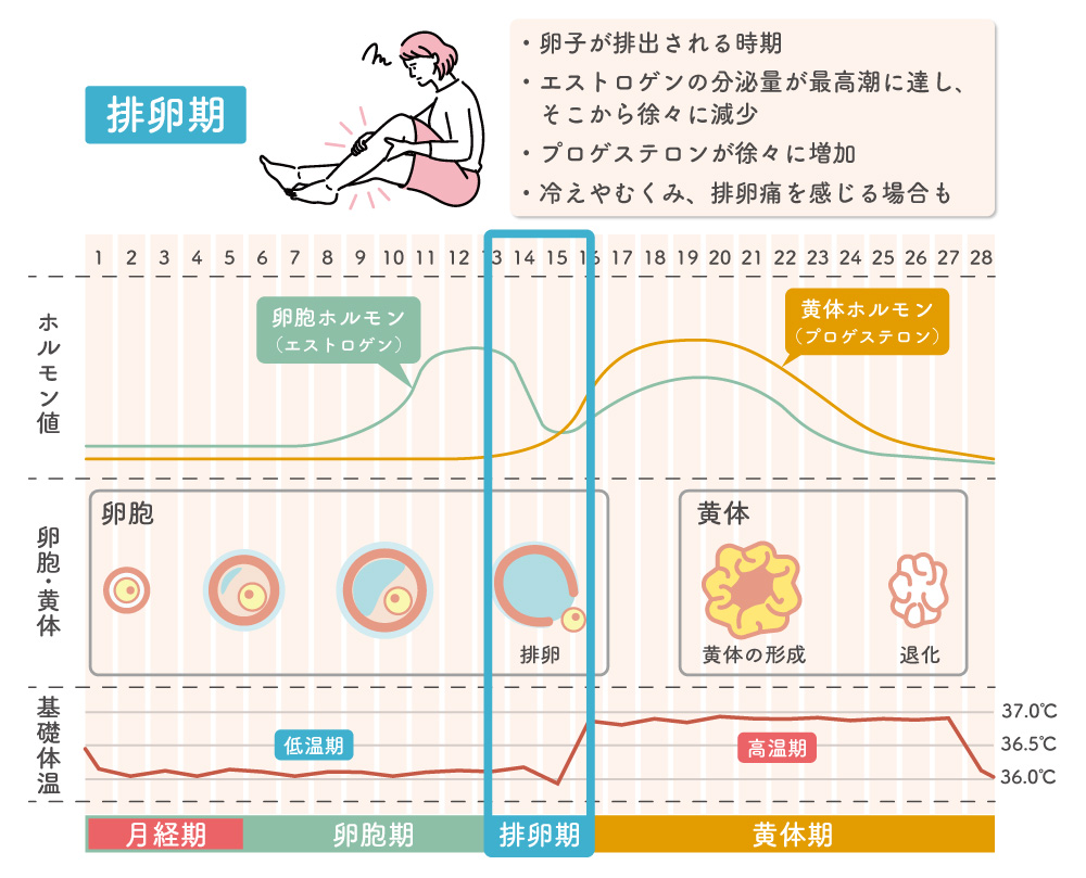 排卵期について