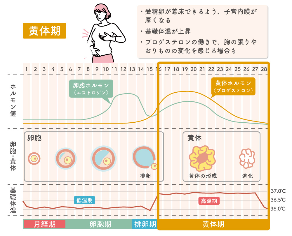 黄体期について