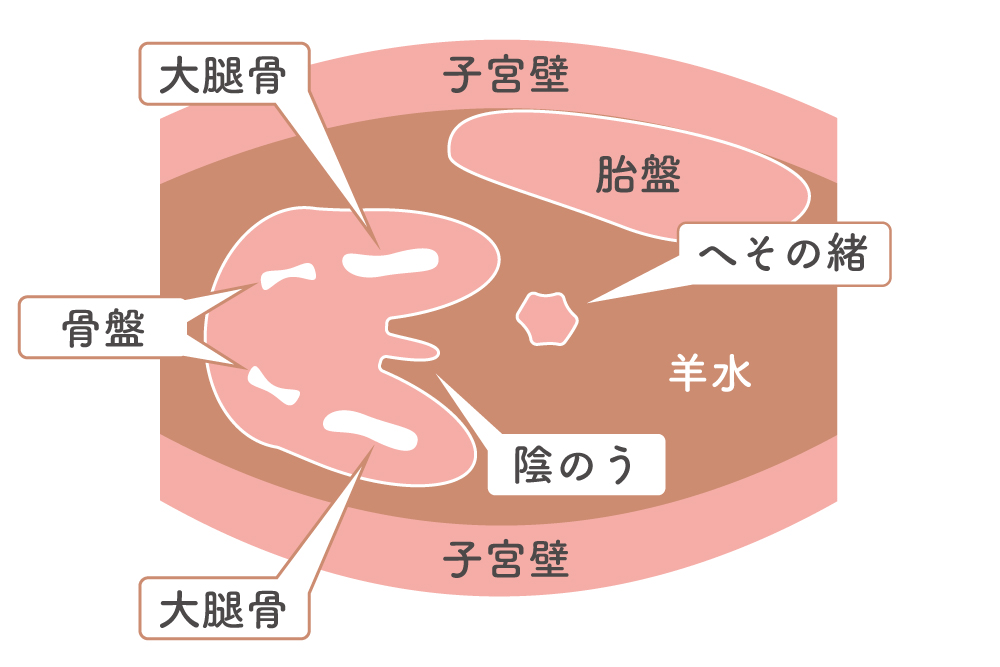 エコー検査での男の子の場合の見分け方