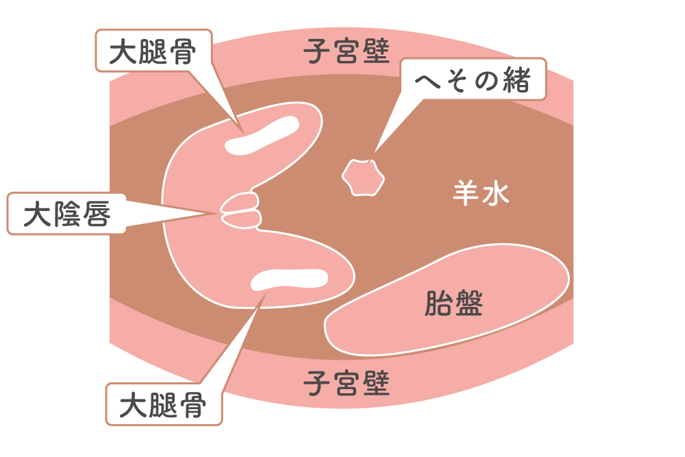 エコー検査での女の子の場合の見分け方