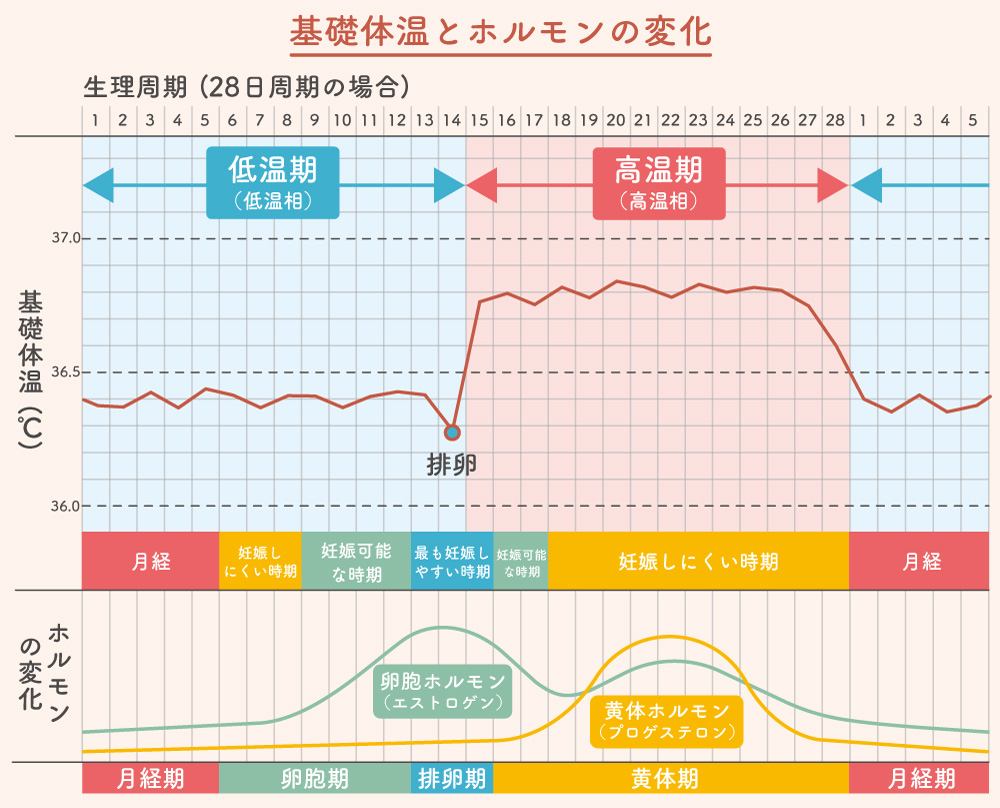 基礎体温とホルモンの変化